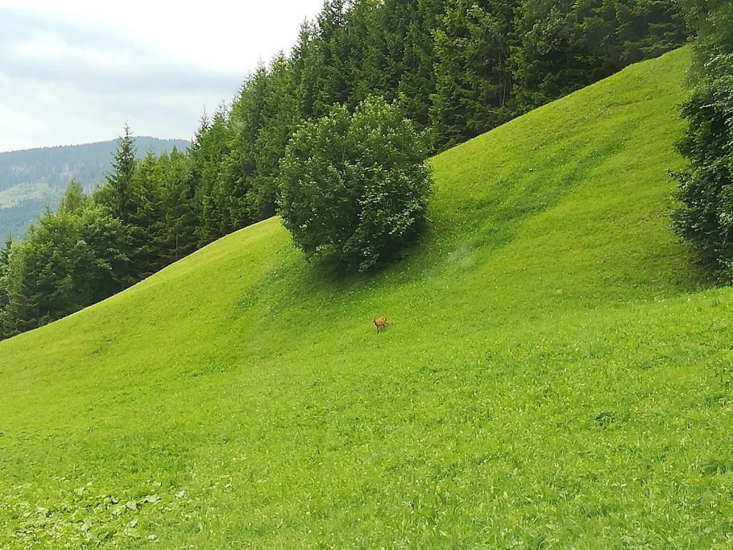 Appartamento Flora テーゼロ エクステリア 写真
